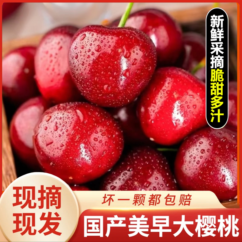 Z美早大樱桃新鲜现摘山东露天大樱桃脆甜5斤空运