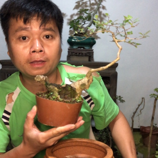 无花朵盆景盆栽植物