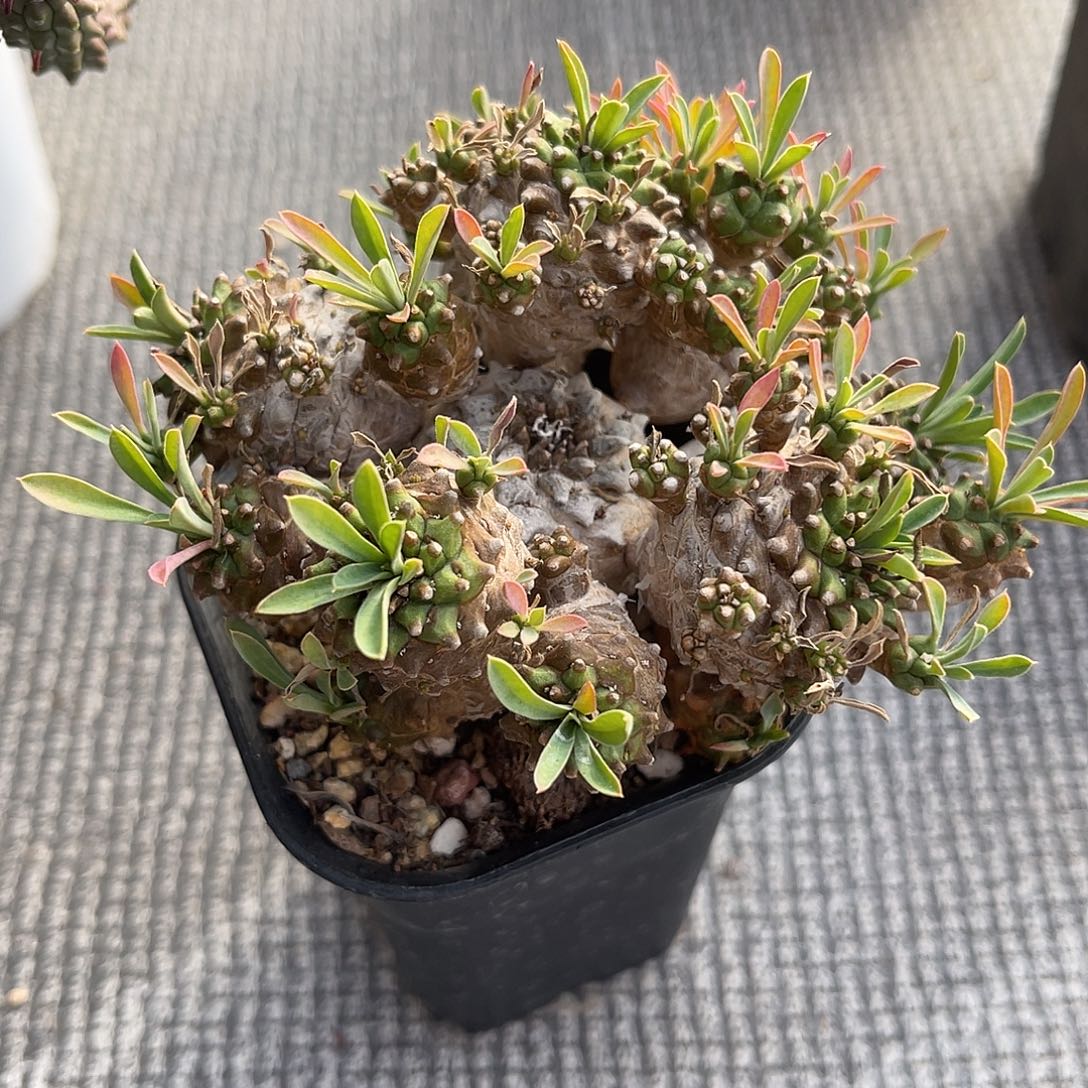 峨眉山大群一物一拍