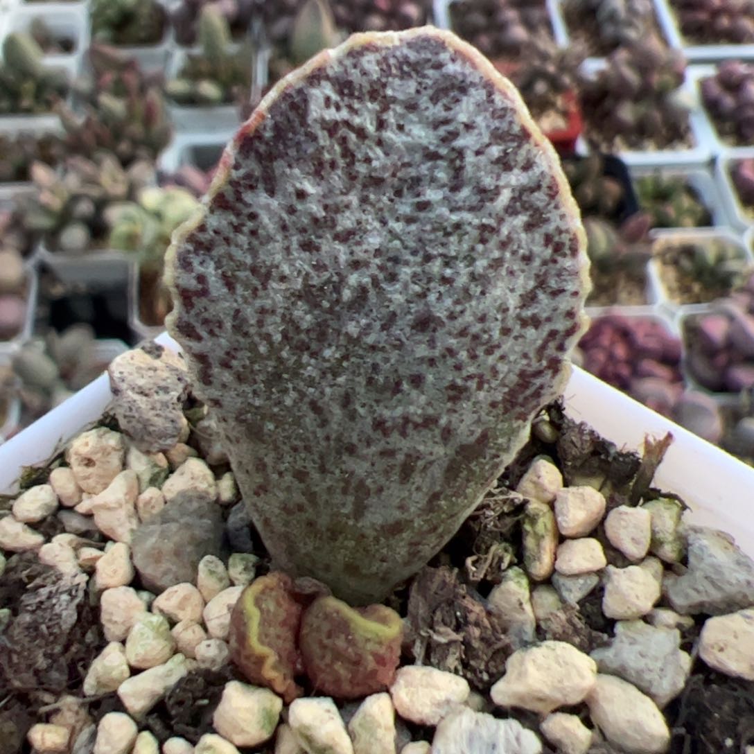 实生新品整颗多肉植物水泡