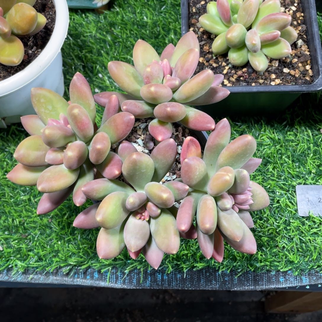 @**哥金蟾美人多肉植物