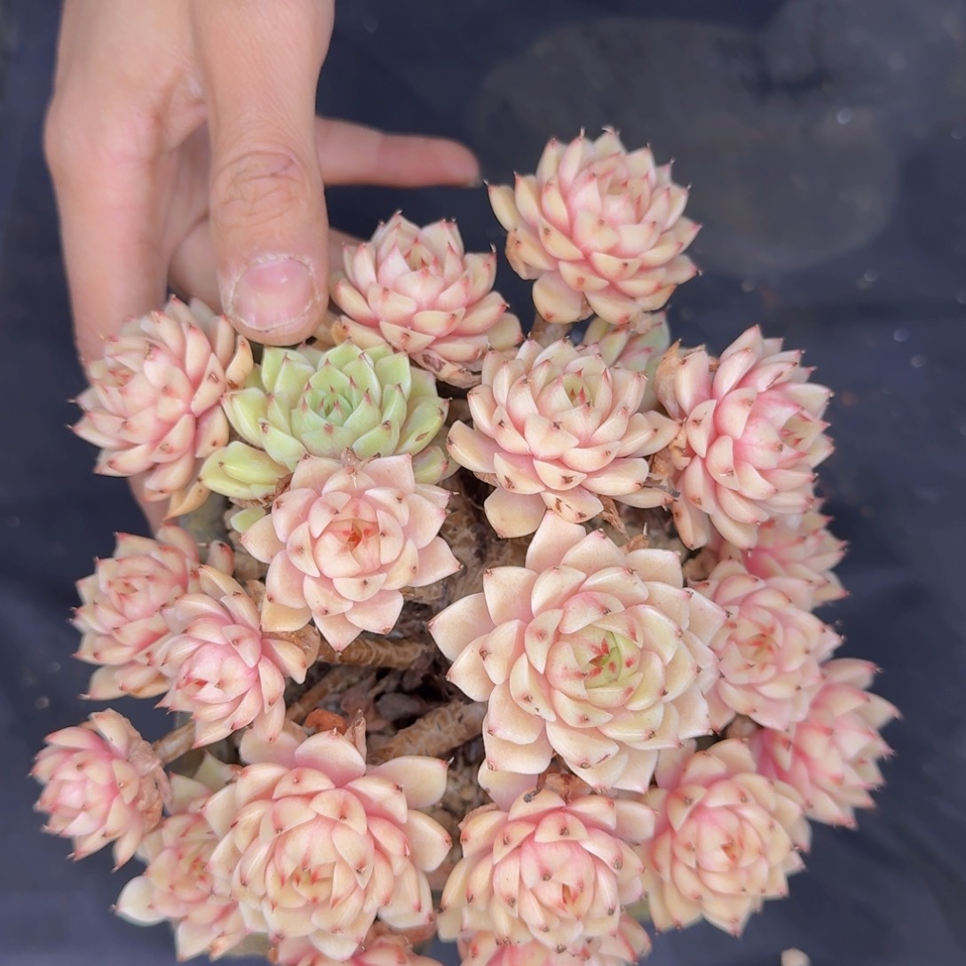 多肉植物的生长发育和生长