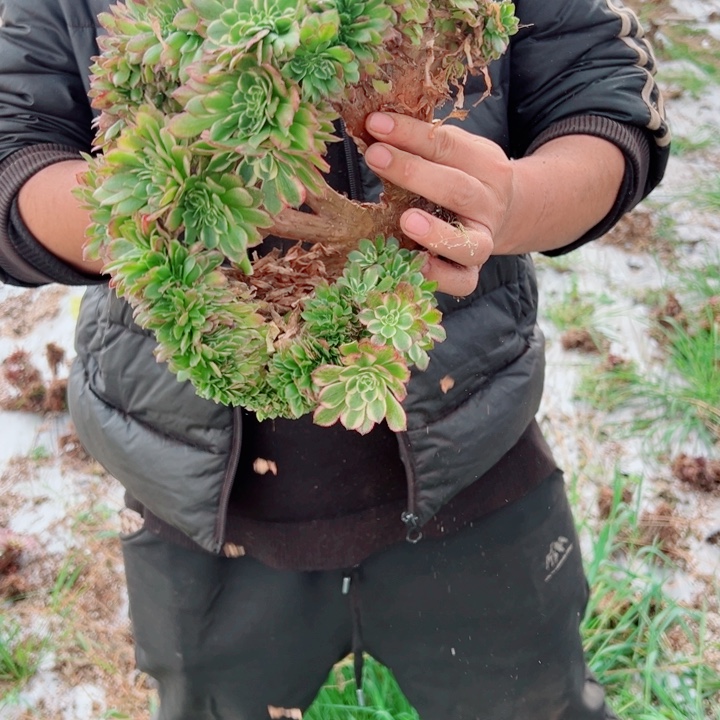 海王醉话22号多肉法师