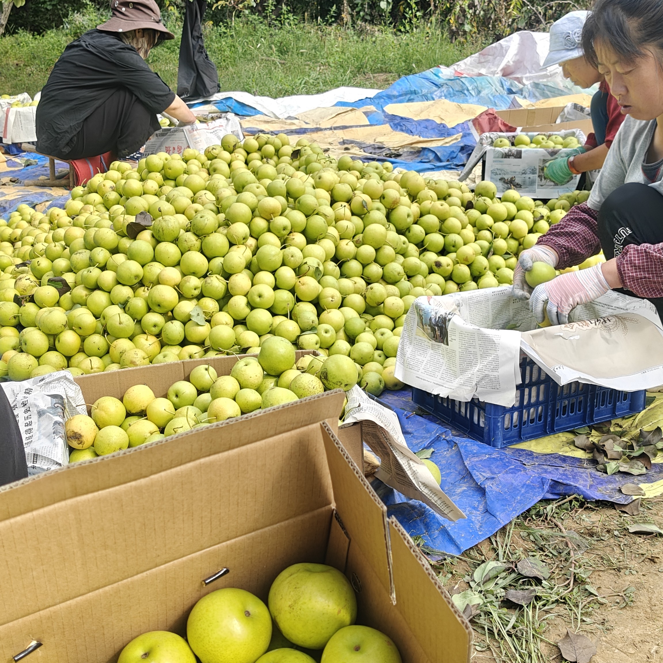 山西旱圪墚果园小白梨新鲜现摘下树，包邮
