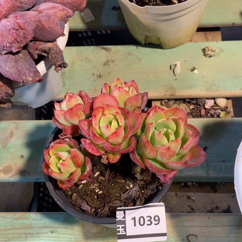 【闪购商品】克里斯汀1039