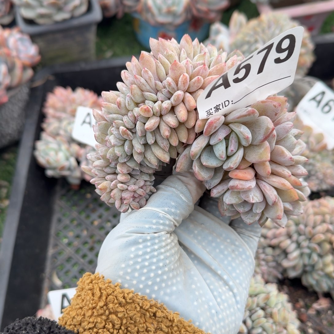 6龙头带缀呀呀呀呀呀呀