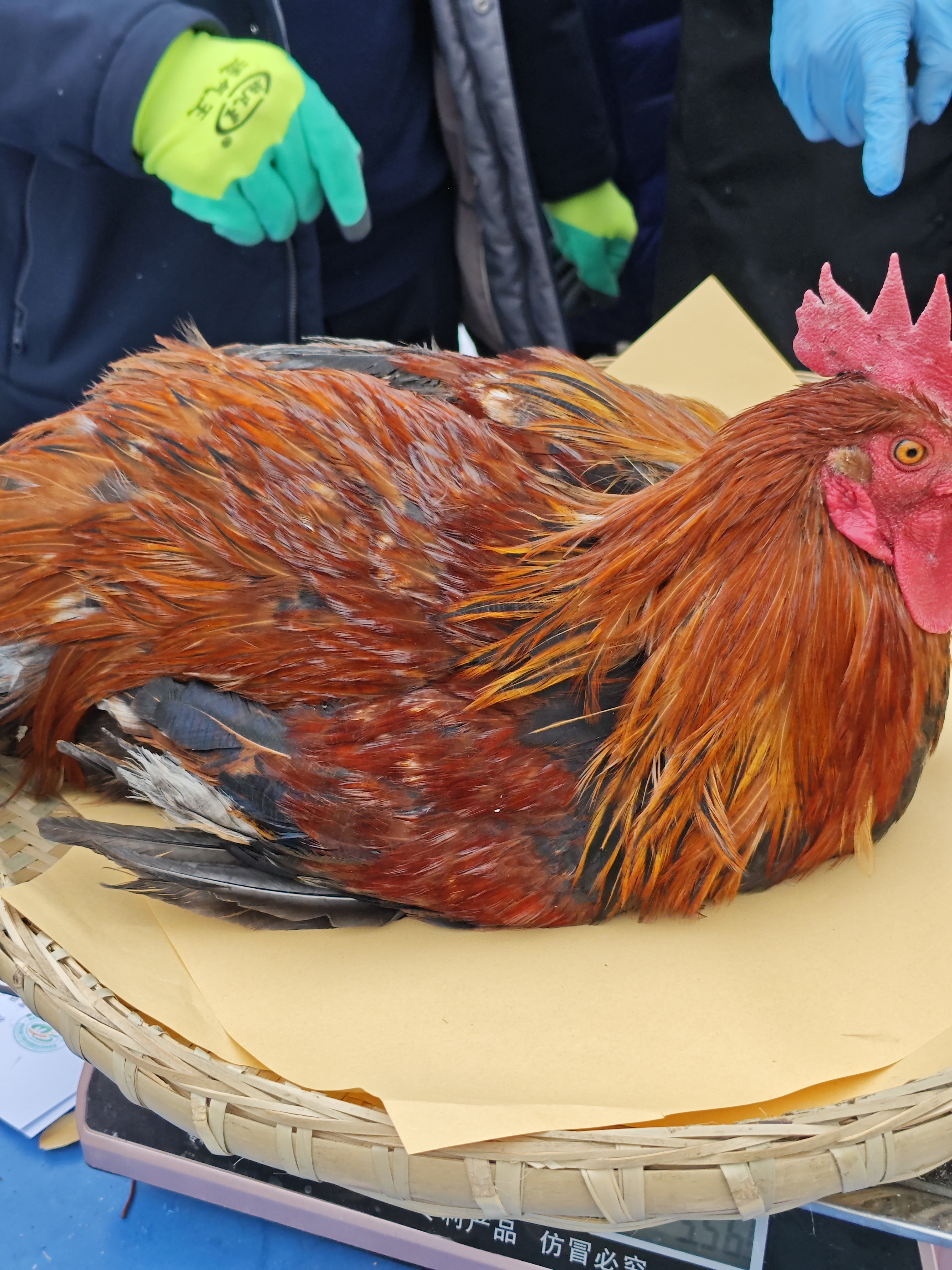 【宰杀发货】农家跑山鸡（2）