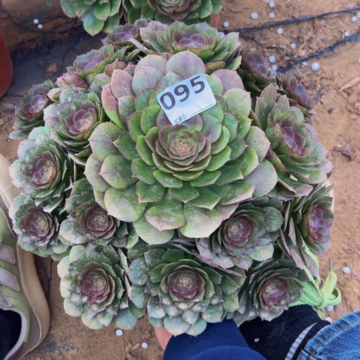 万圣节多肉植物095