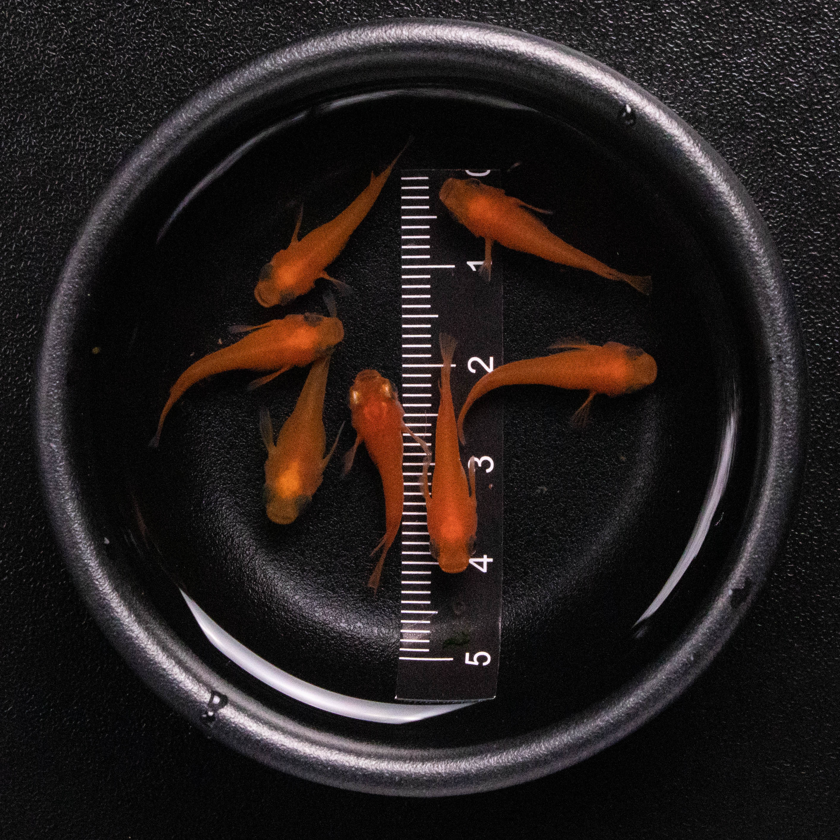 观背青鳉鱼（红帝短体）小型广温迷你观赏鱼活体发货好养耐活