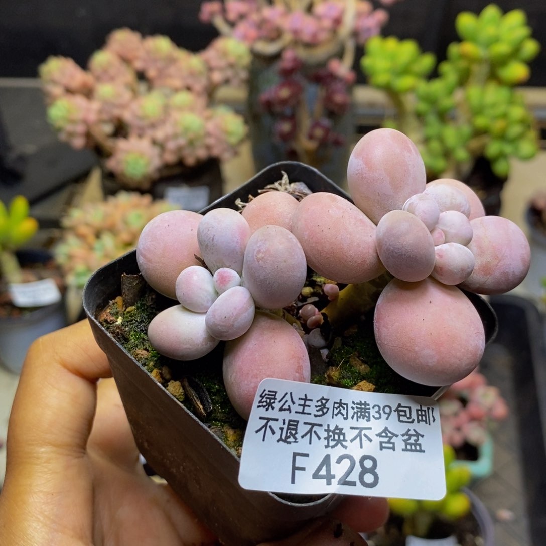 428橙奶多肉肉5c m