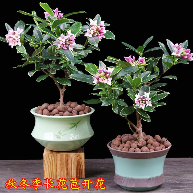 金边瑞香浓香型带花苞盆栽耐寒可室内外种植带盆