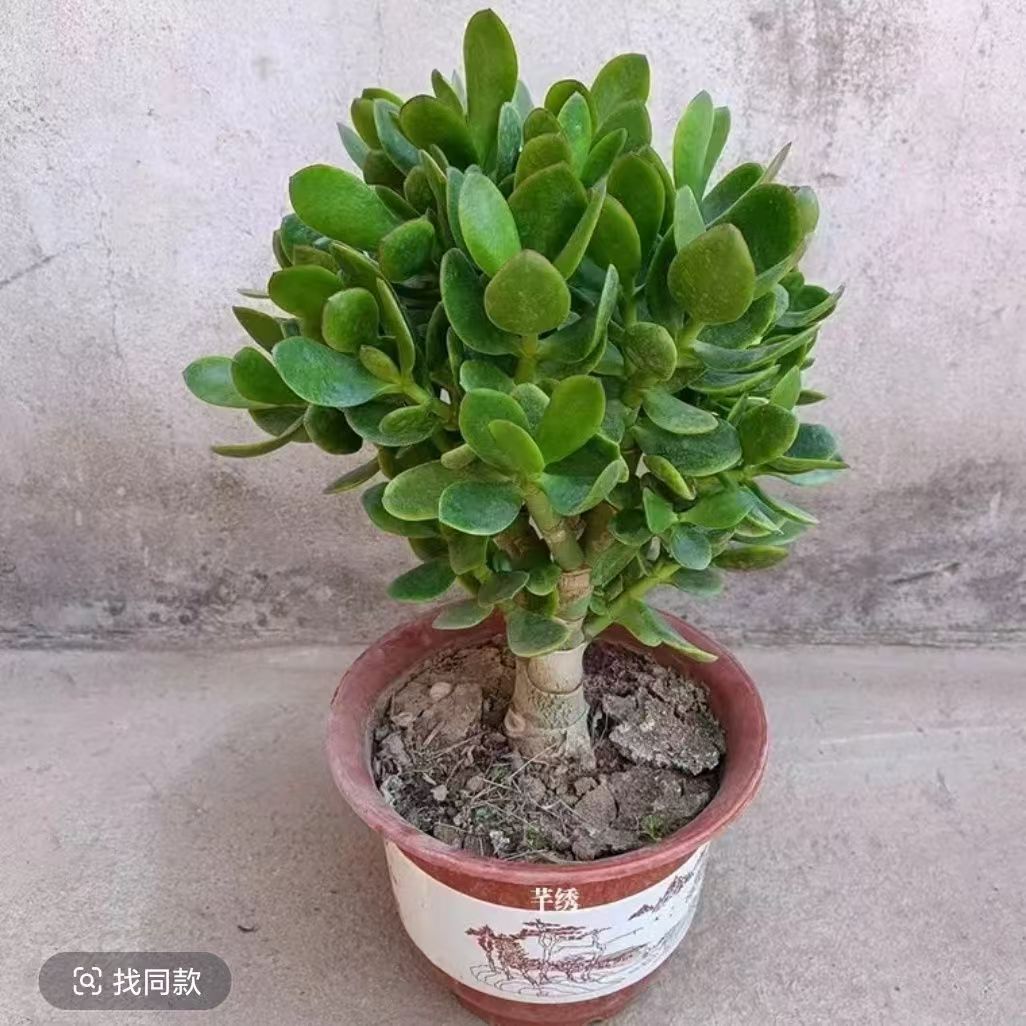 玉树盆栽5年多肉老桩