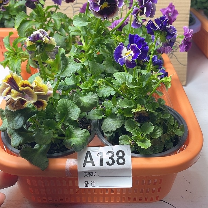 138号角堇清棚19.9米一筐