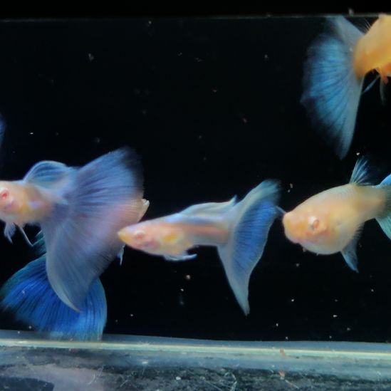 K***m孔雀鱼赛线蓝白三对