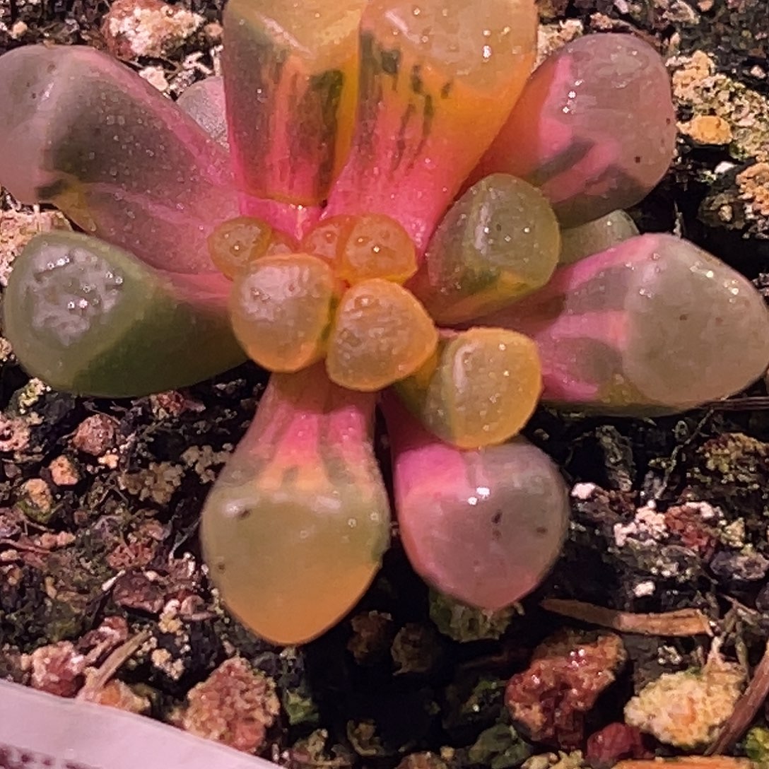 尚品园艺福利锦8916有叶伤