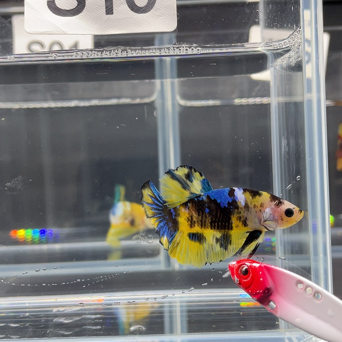 斗鱼11.24晚10号黄糖将军公10