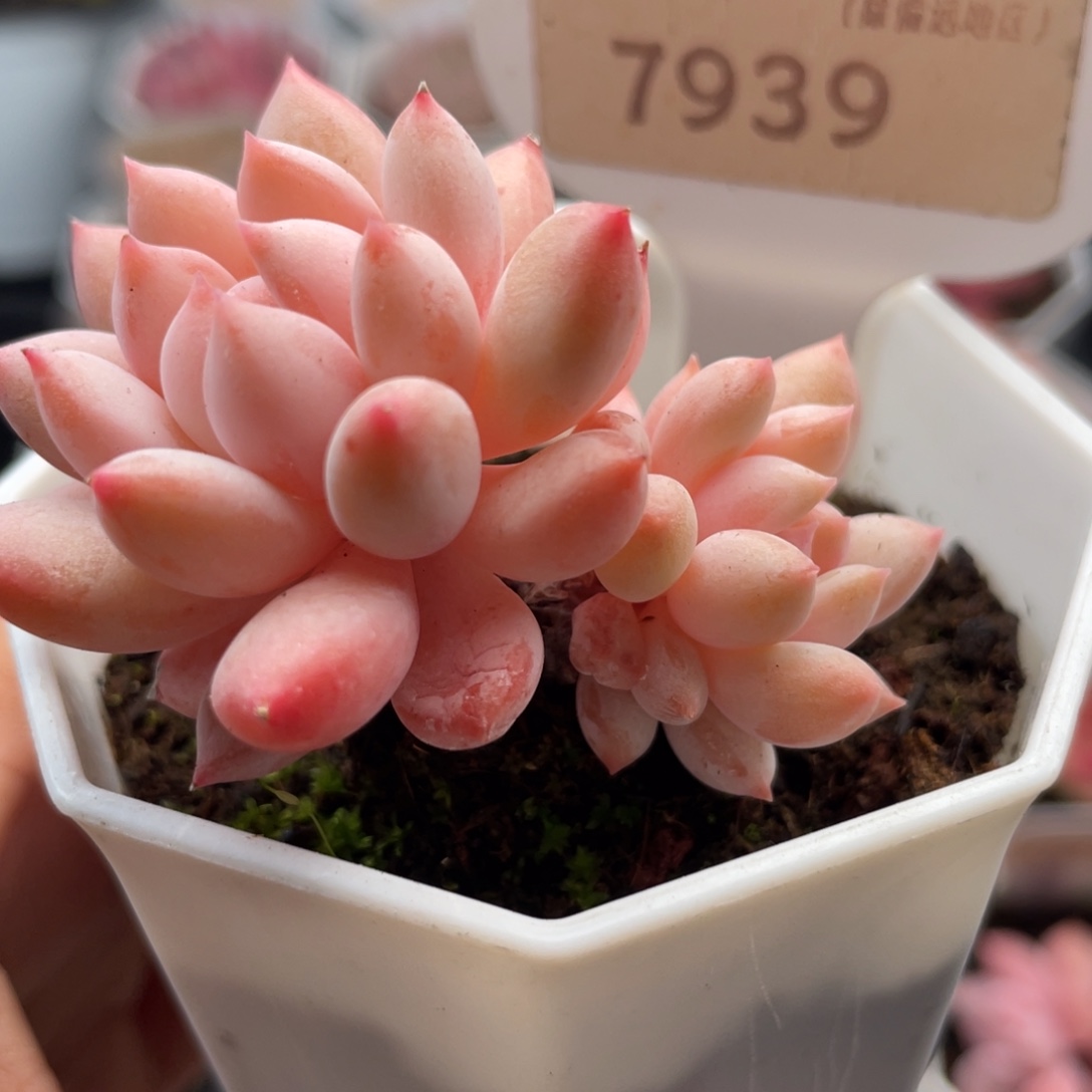 明珠7939-5.0厘米