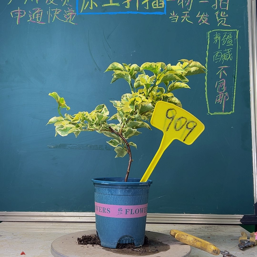 当前无花栽培后可以开花福利 金边黄  909