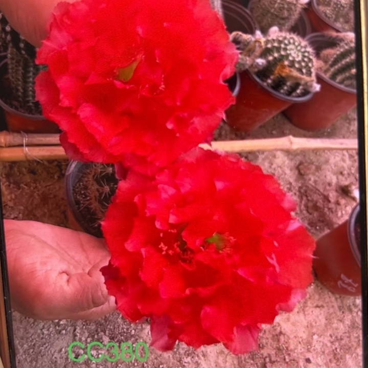 仙人球侧芽歪cc380