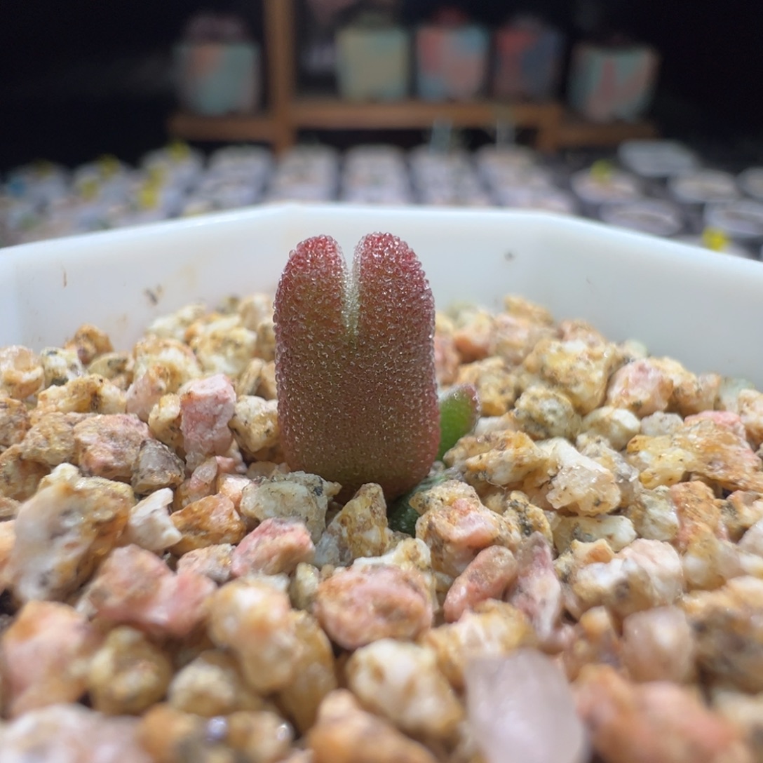 尺寸很小，212实生冰糕，拍下不退不换