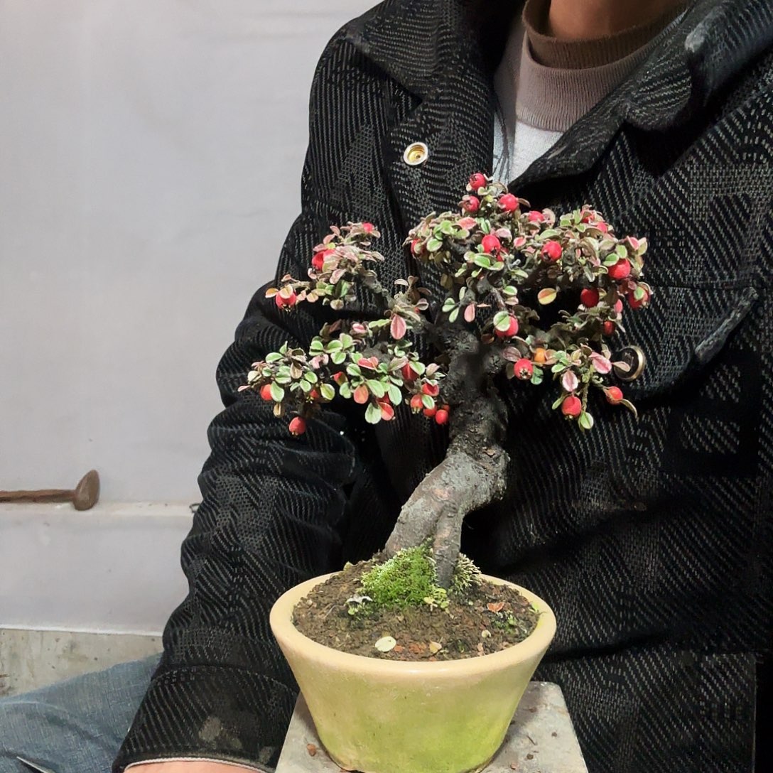 将***秋云南昭通红花平枝栒子