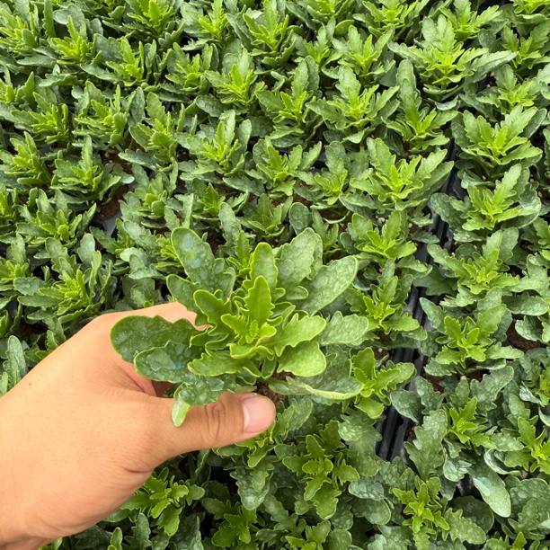 不带标签 重瓣长寿花小苗 带根发货，只包开箱黑腐