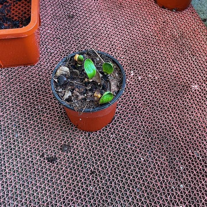 完全开放佛光一页