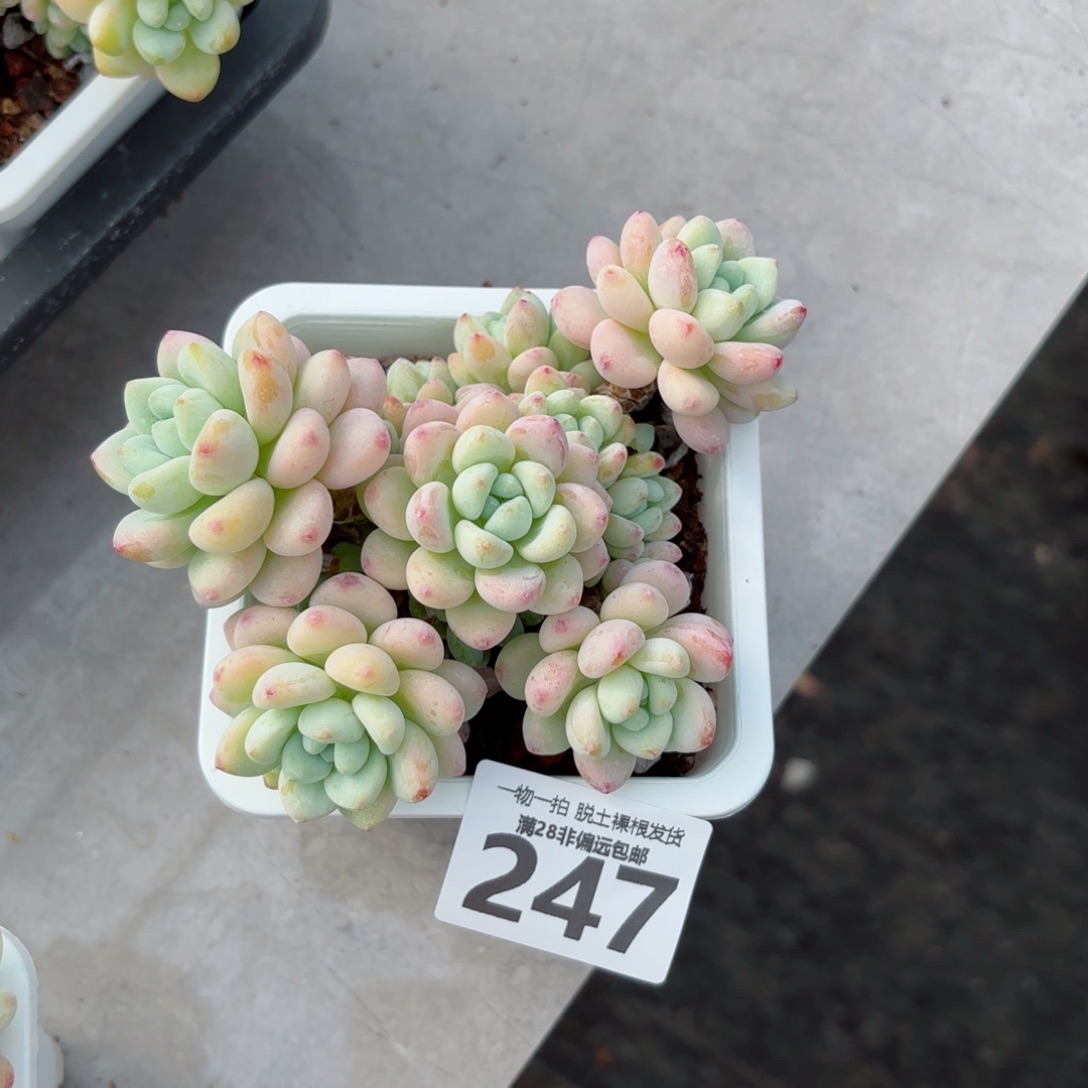 樱花罗绮老桩无盆土发货