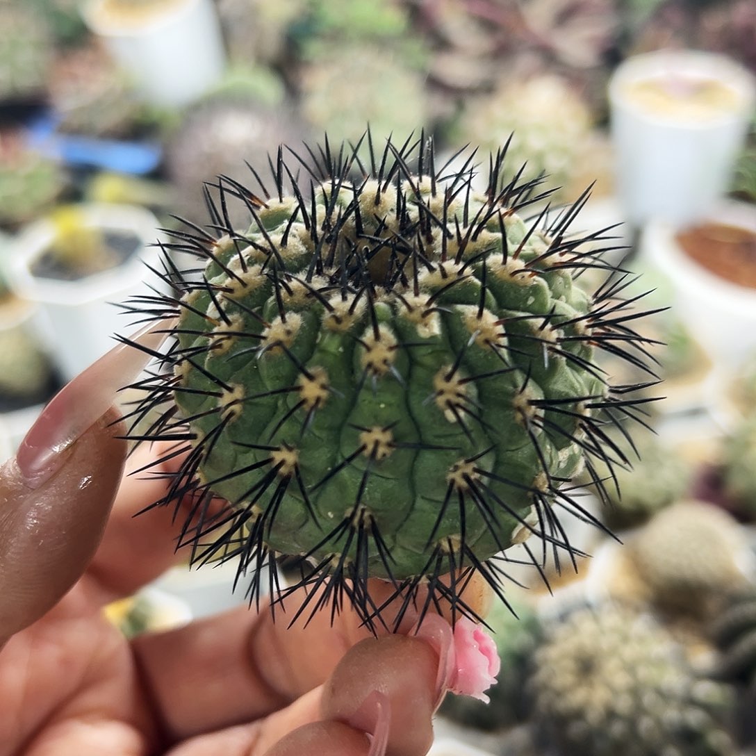 鬼神龙仙人球66666