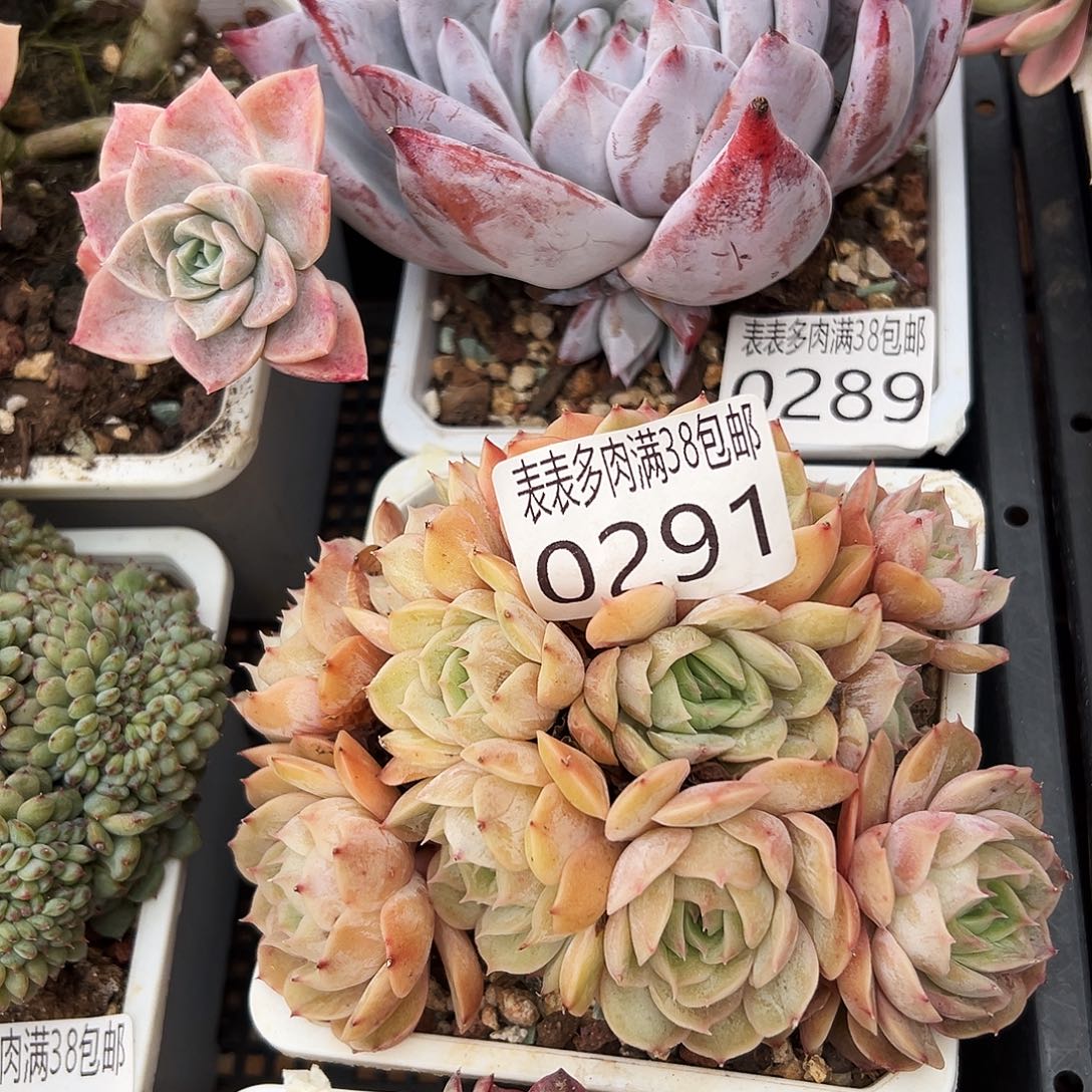 多肉一物一拍植物0291