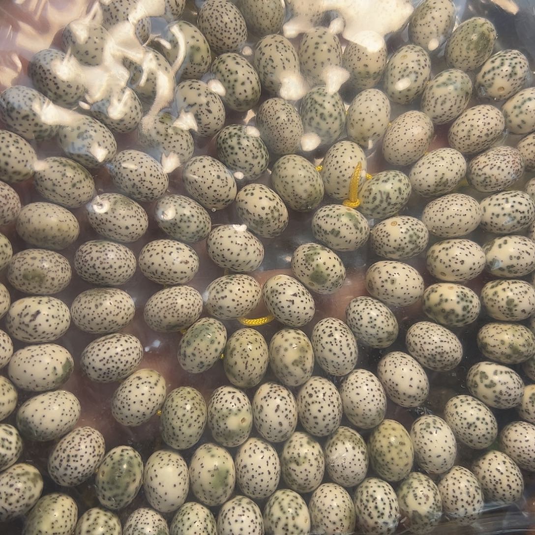 手串星月菩提星月菩提原生态