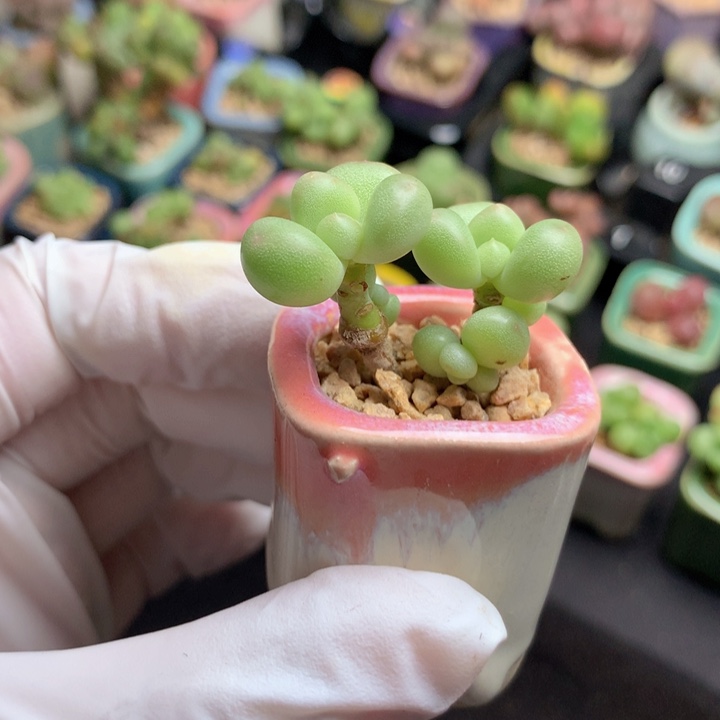 萤火虫冰糖  4头 木质杆