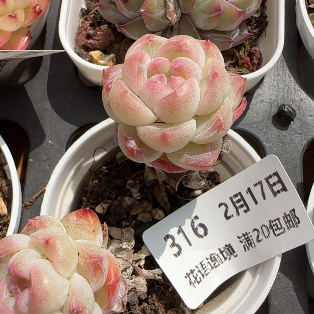 花语逸境0217-316