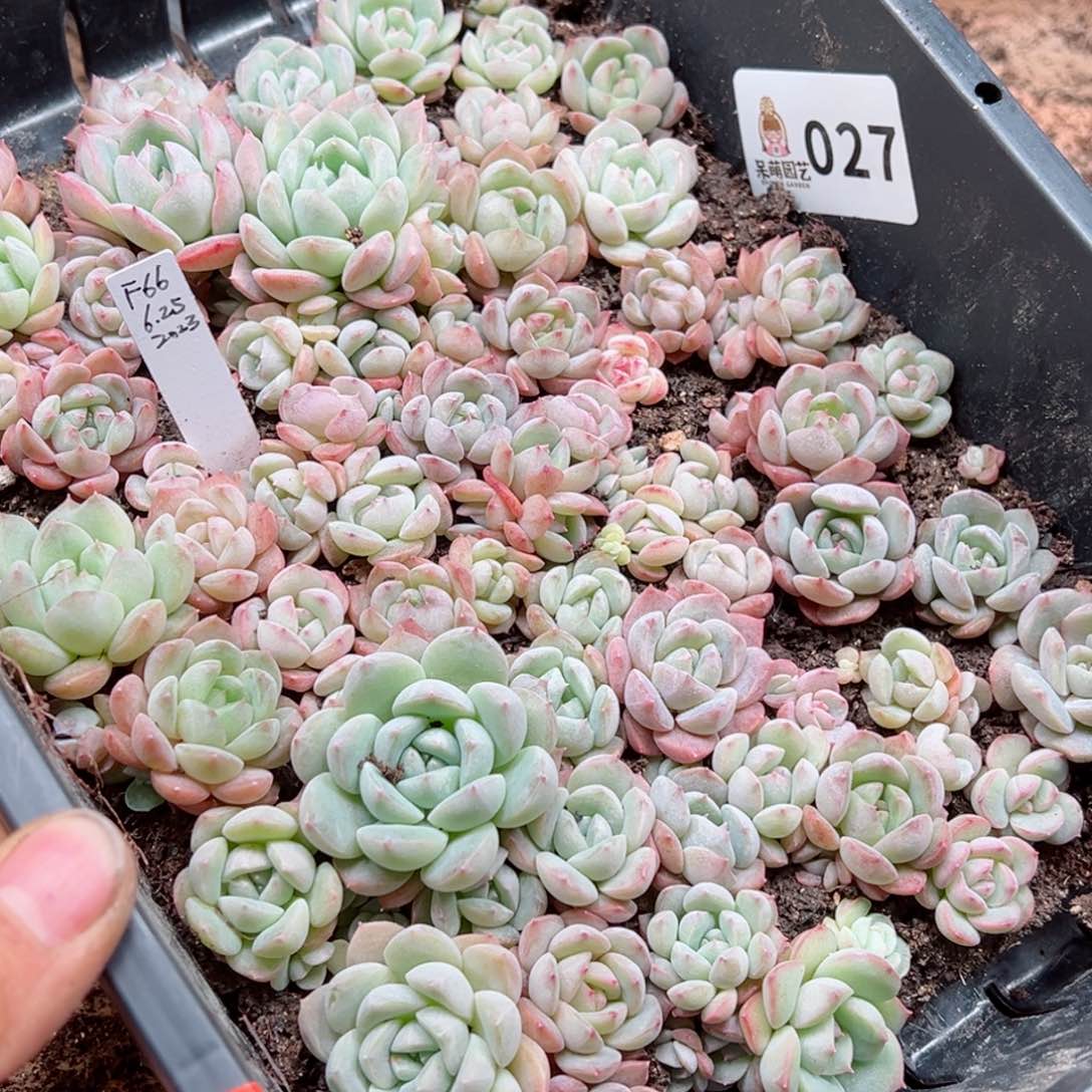 多肉植物多肉植物