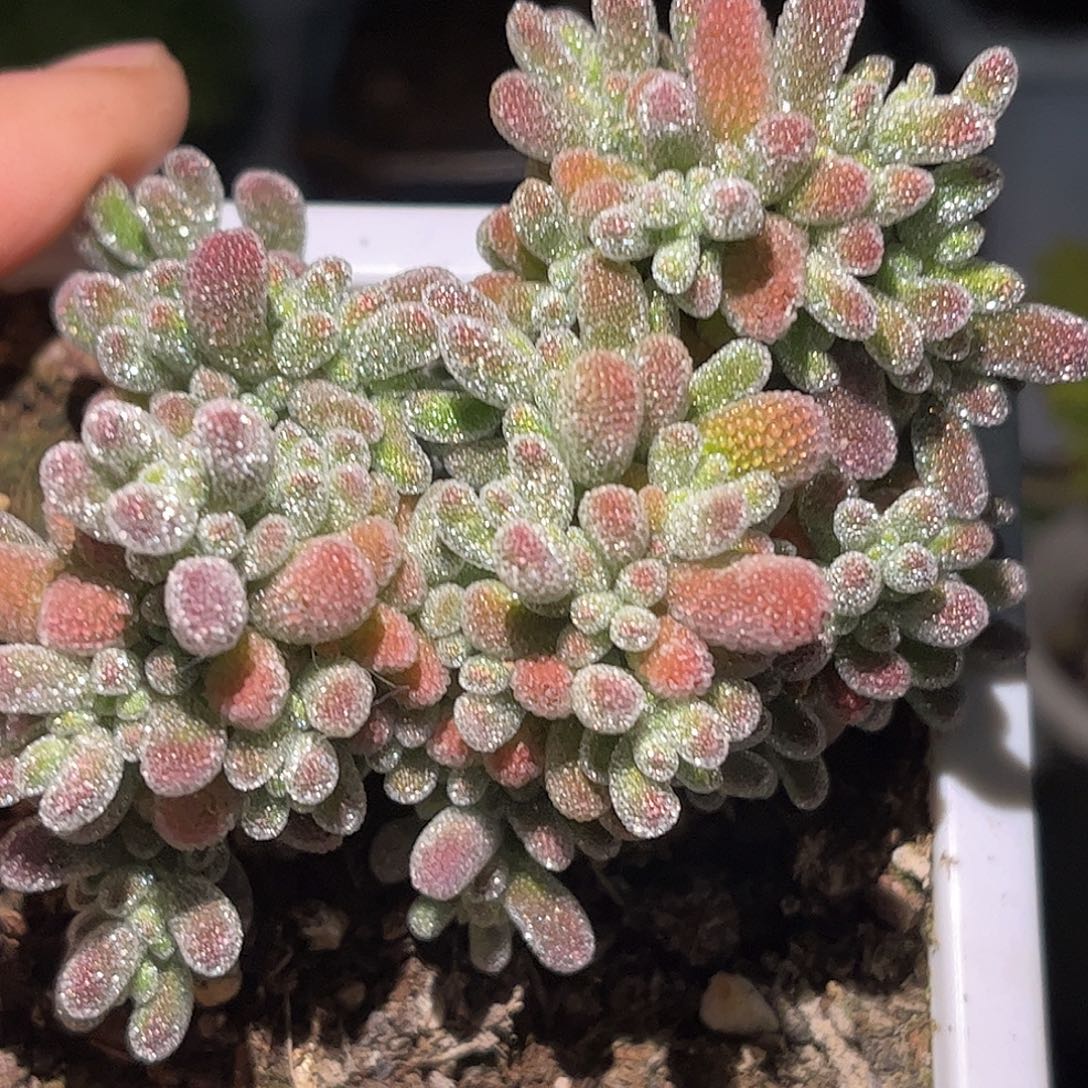 26五彩冰晶优选枝干