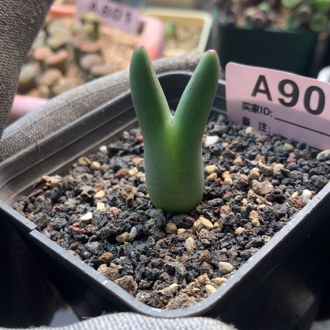 a907皮卡丘母本一颗