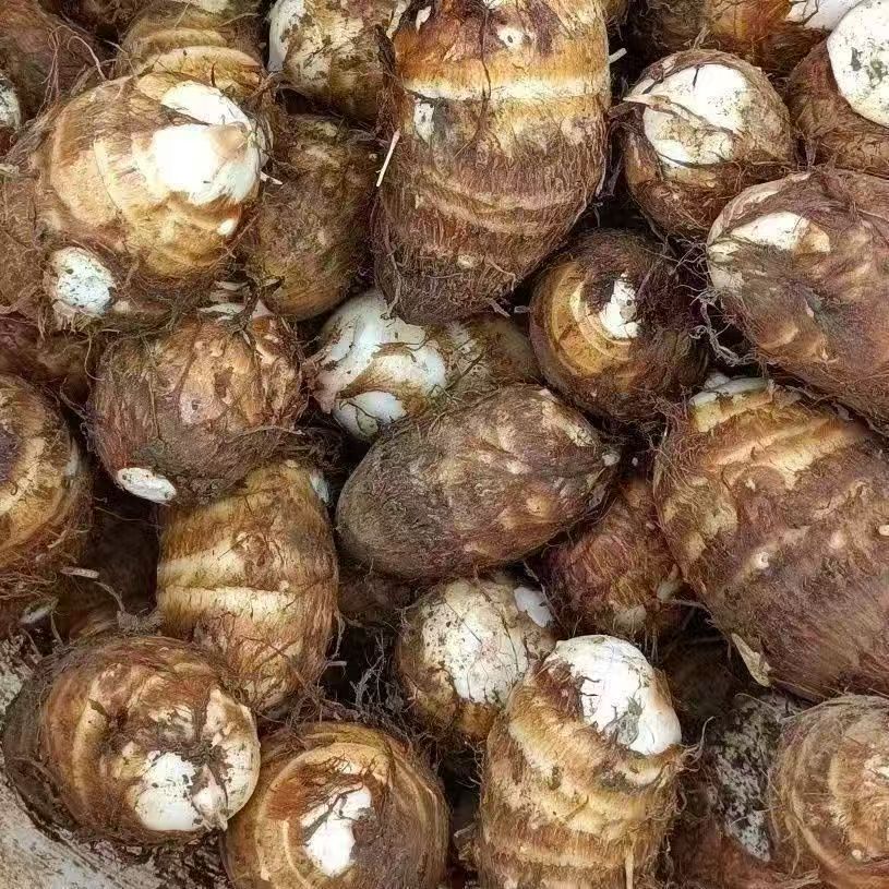 【芋头】湖南湘西农家现挖新鲜芋头现挖现发香甜软糯应季香芋芋艿