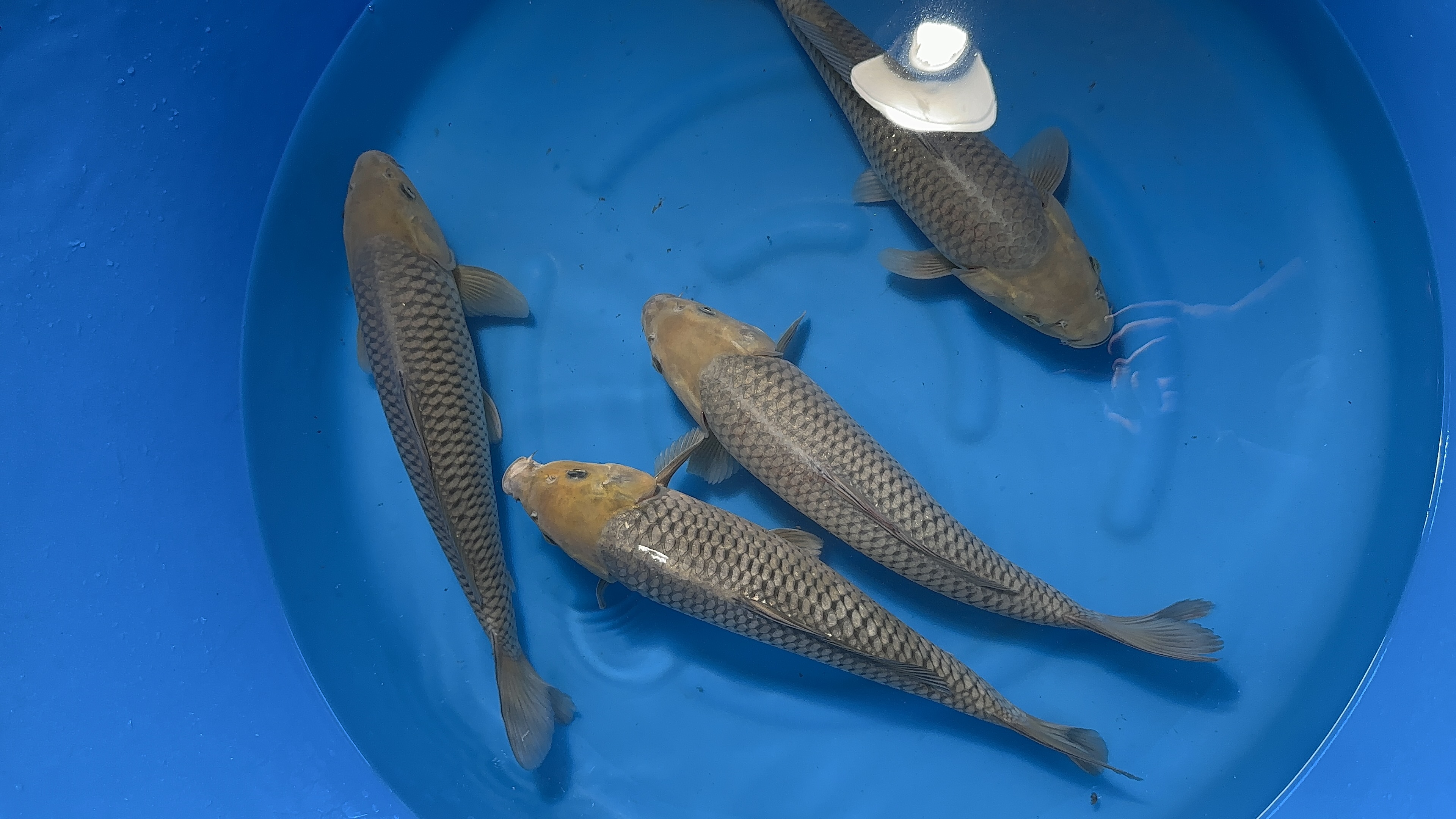 诚太郎空鲤 45-50公分纯进口锦鲤精品推荐