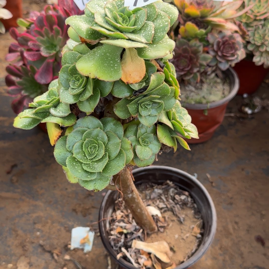 绿玫瑰多肉751满28包邮断枝不包