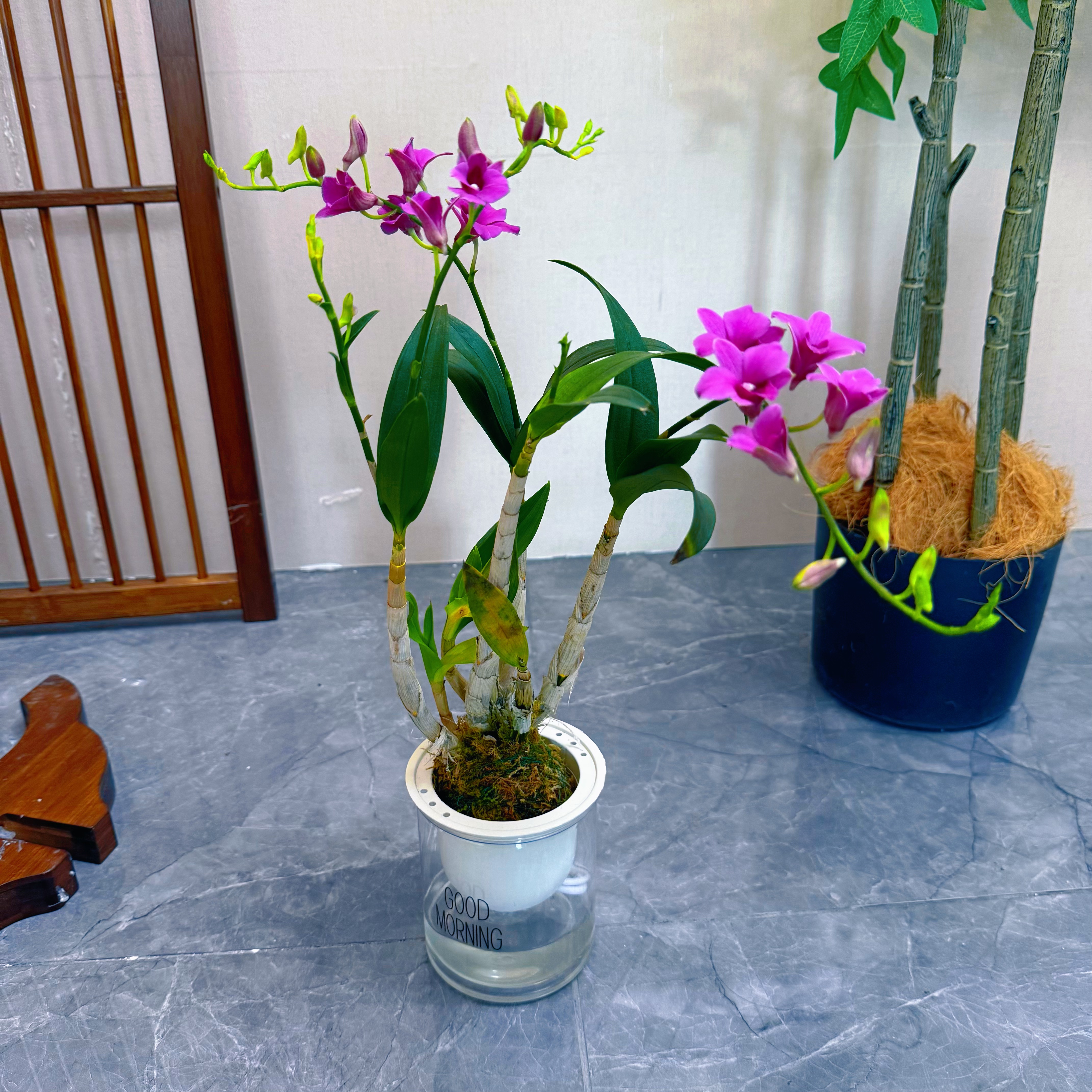 带花带盆泼墨紫泼墨石斛兰秋石斛