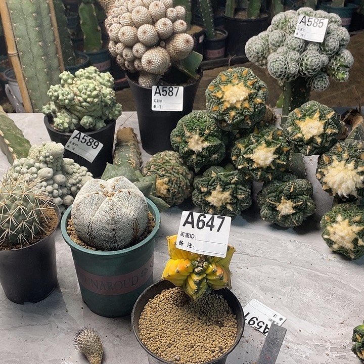 完全开放647恩中一个