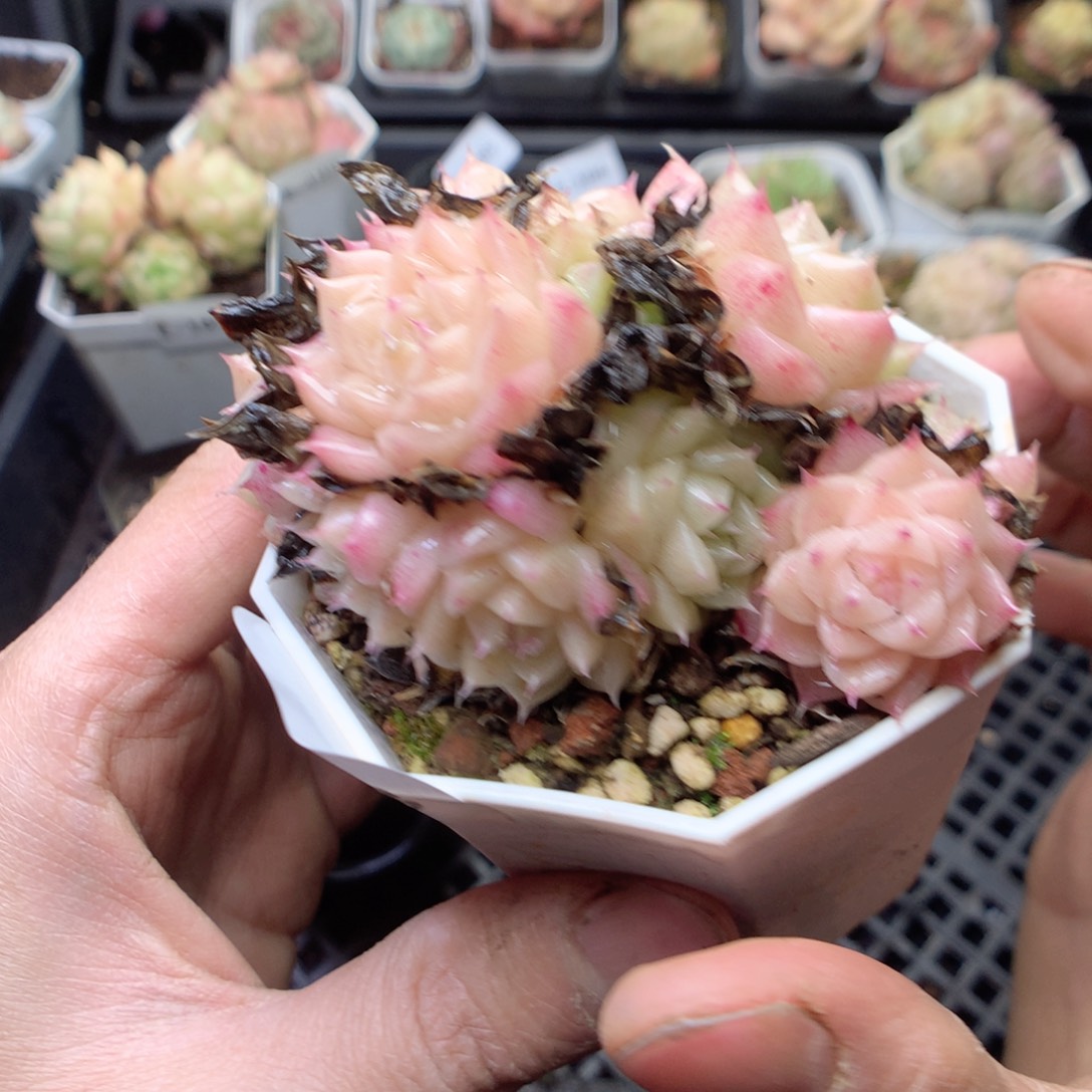 无花朵E193 yyyyyyy