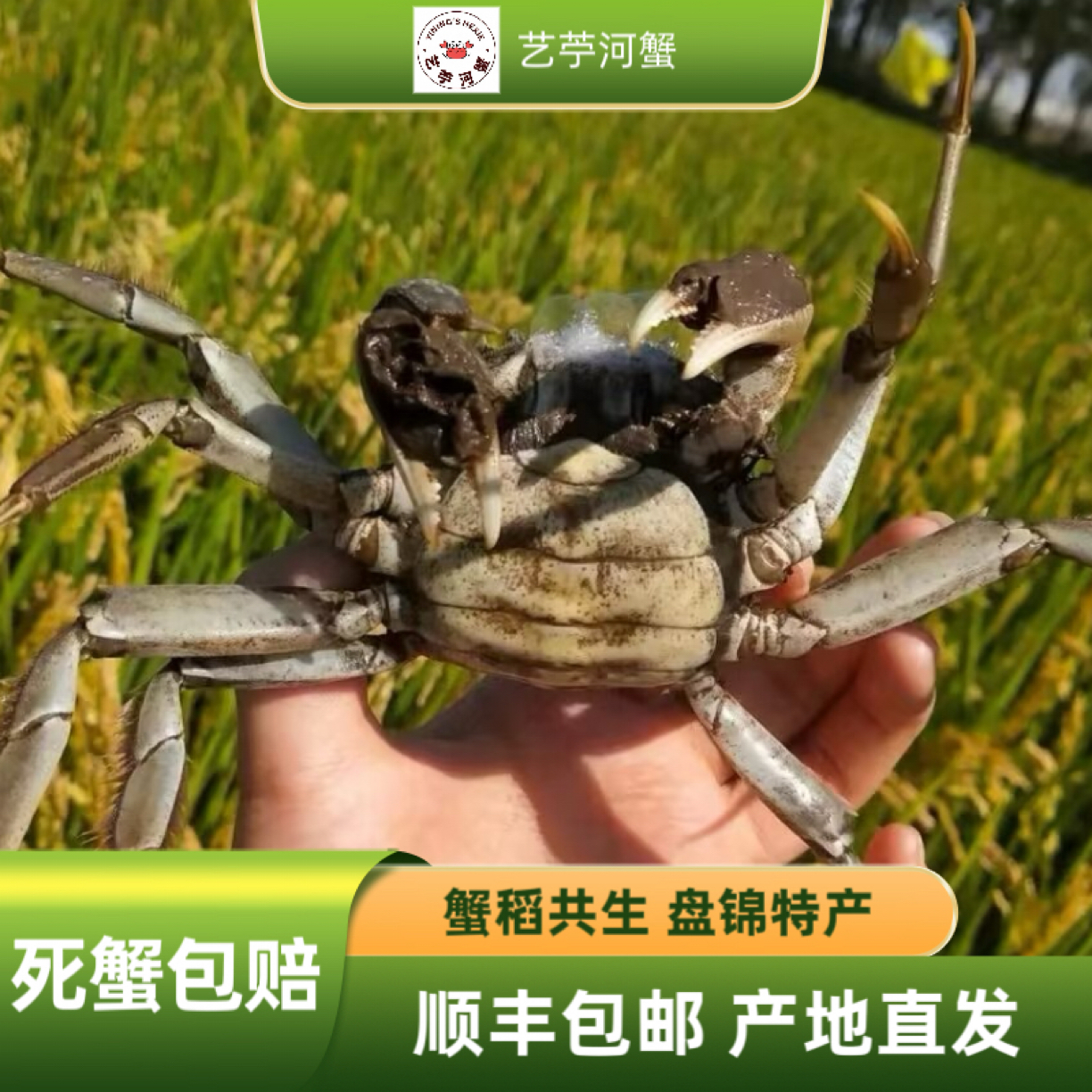 【活蟹】正宗盘锦稻田蟹 母蟹（1.6-1.4两） 2斤 鲜活发货