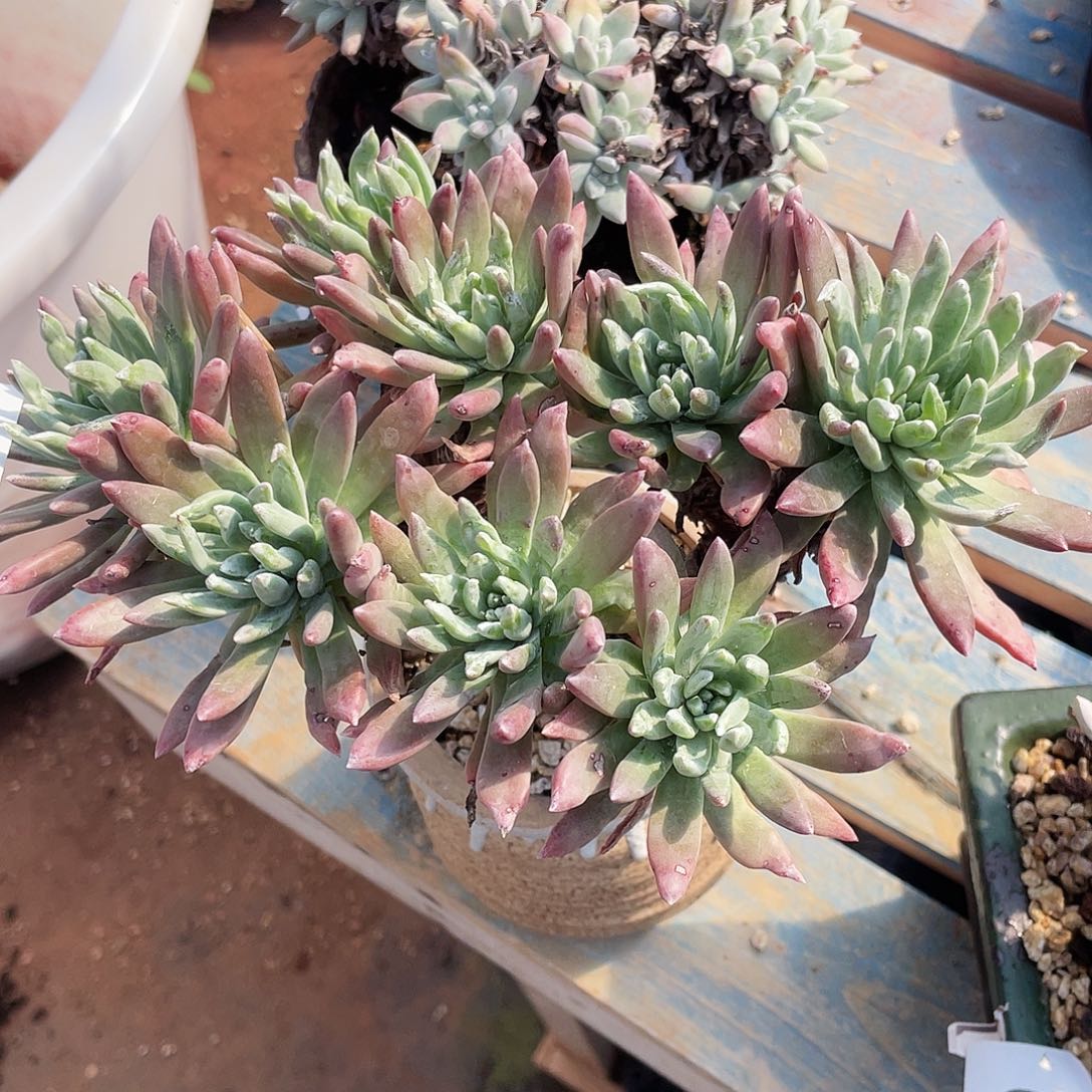 绿法瑞老桩群生3172