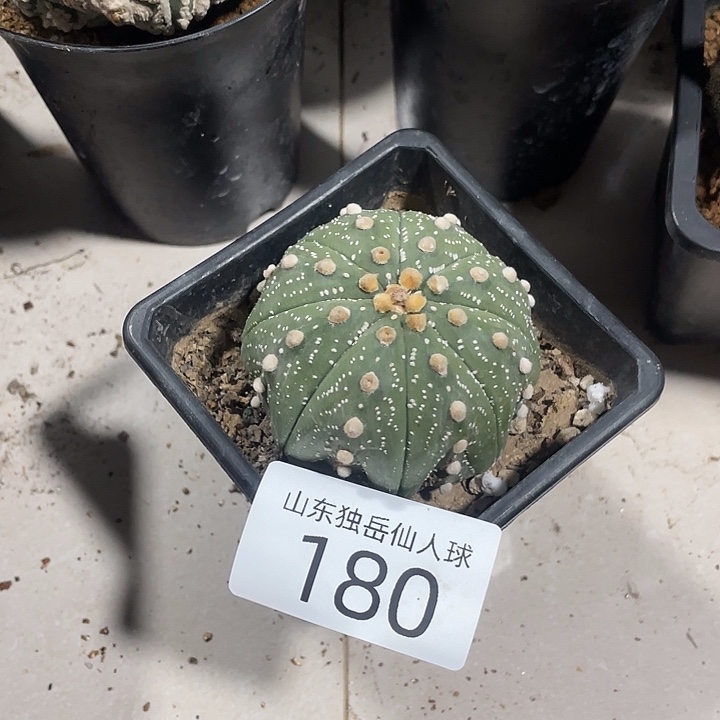 冷***情180仙人球带根刺花红兜