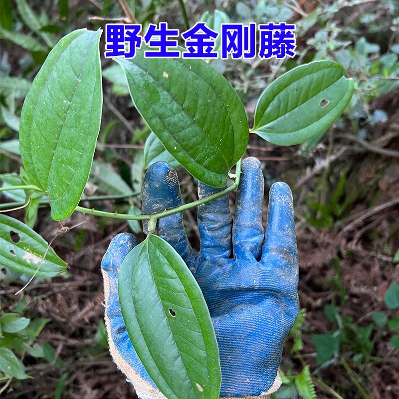 野生金刚藤新鲜现挖菝葜祛湿煲汤煮茶泡酒中药材干货老根