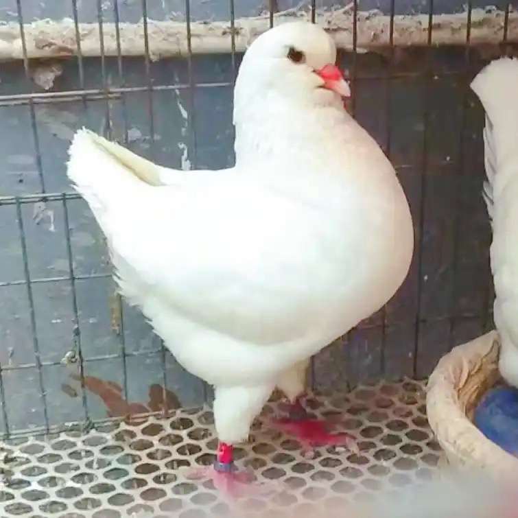 精品元宝鸽 圆环鸽 可观赏可食用