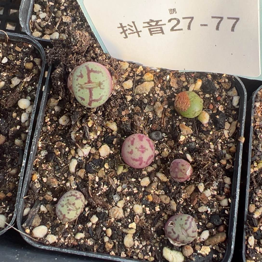 27-77肉锥多肉植物