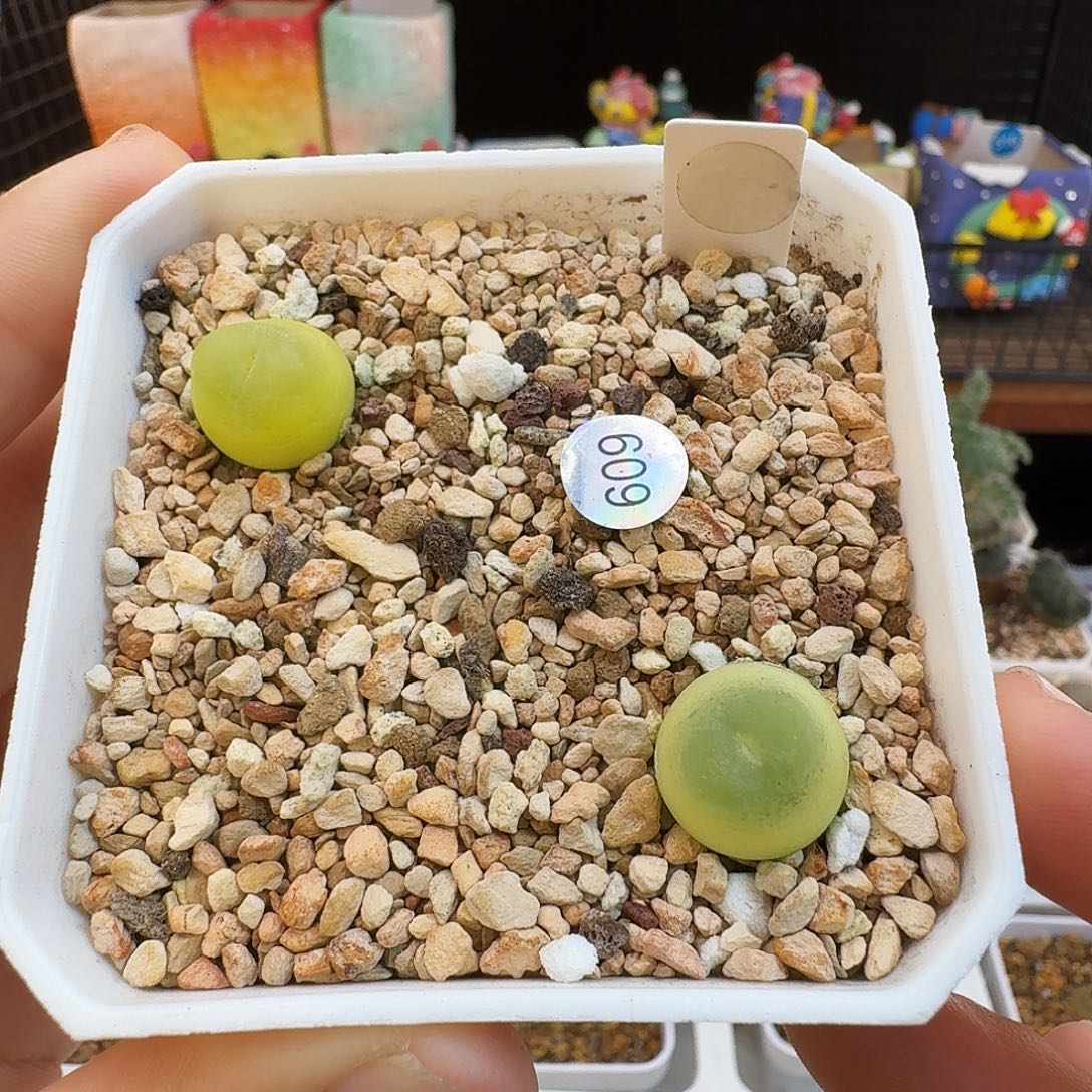 多肉植物福利风铃拉登打包出609