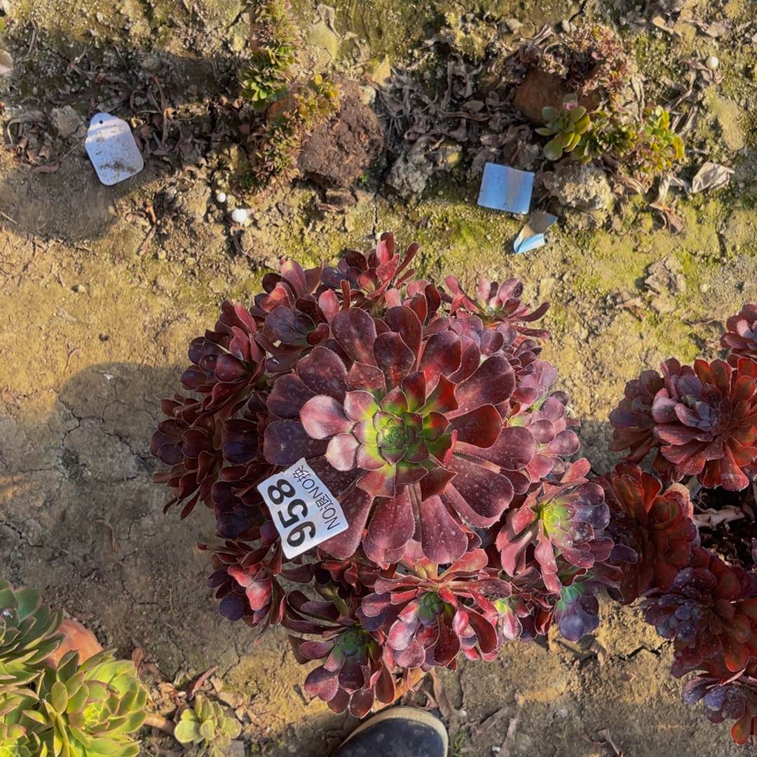 晚霞法师朵朵5-2¥